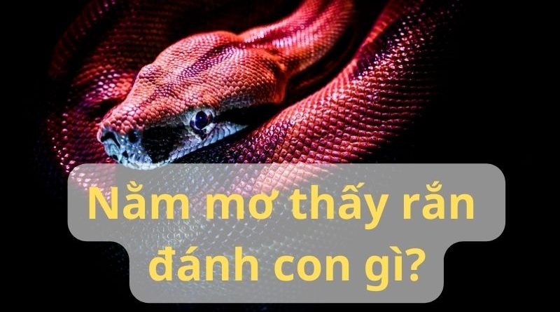 Nằm mơ thấy rắn đánh con gì? Điềm báo tốt hay xấu?