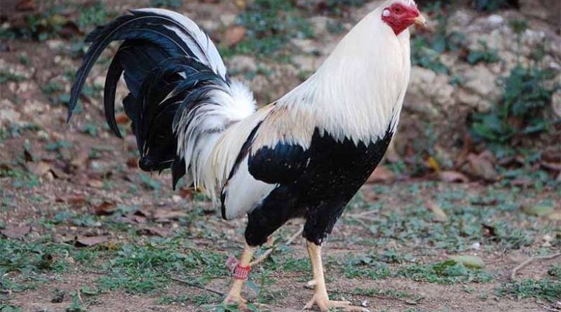 Tiêu chí chọn gà đá chuẩn xác từ các chuyên gia ALO789